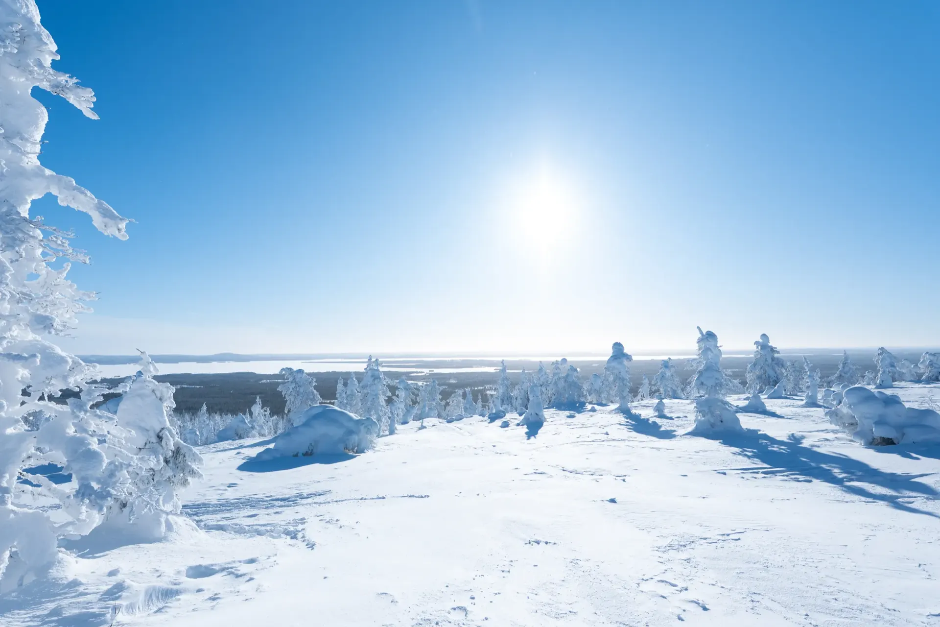 Sunlit crown-snow forest landscape in Lapland