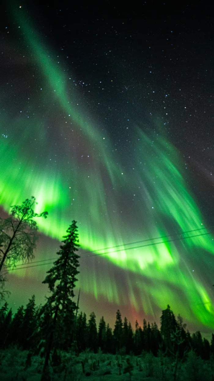 Green aurora above a snow-covered forest in Lapland