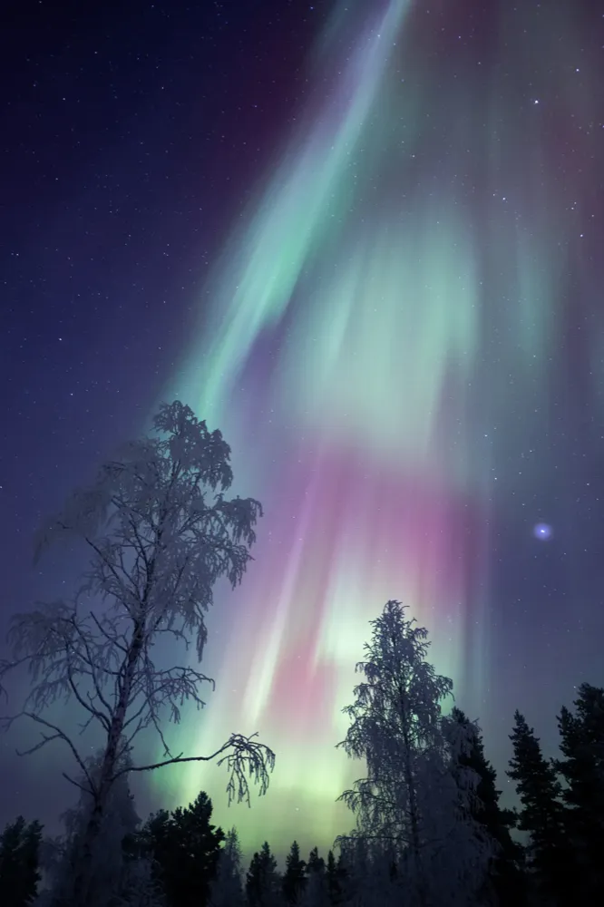Pink and green aurora curtains between winter trees